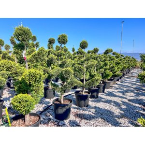 Cyprusovec leylandský (Cupressocyparis leylandii) ´CASTLEWELLAND GOLD´ - výška 110-130 cm, kont. C18L - POMPONS 